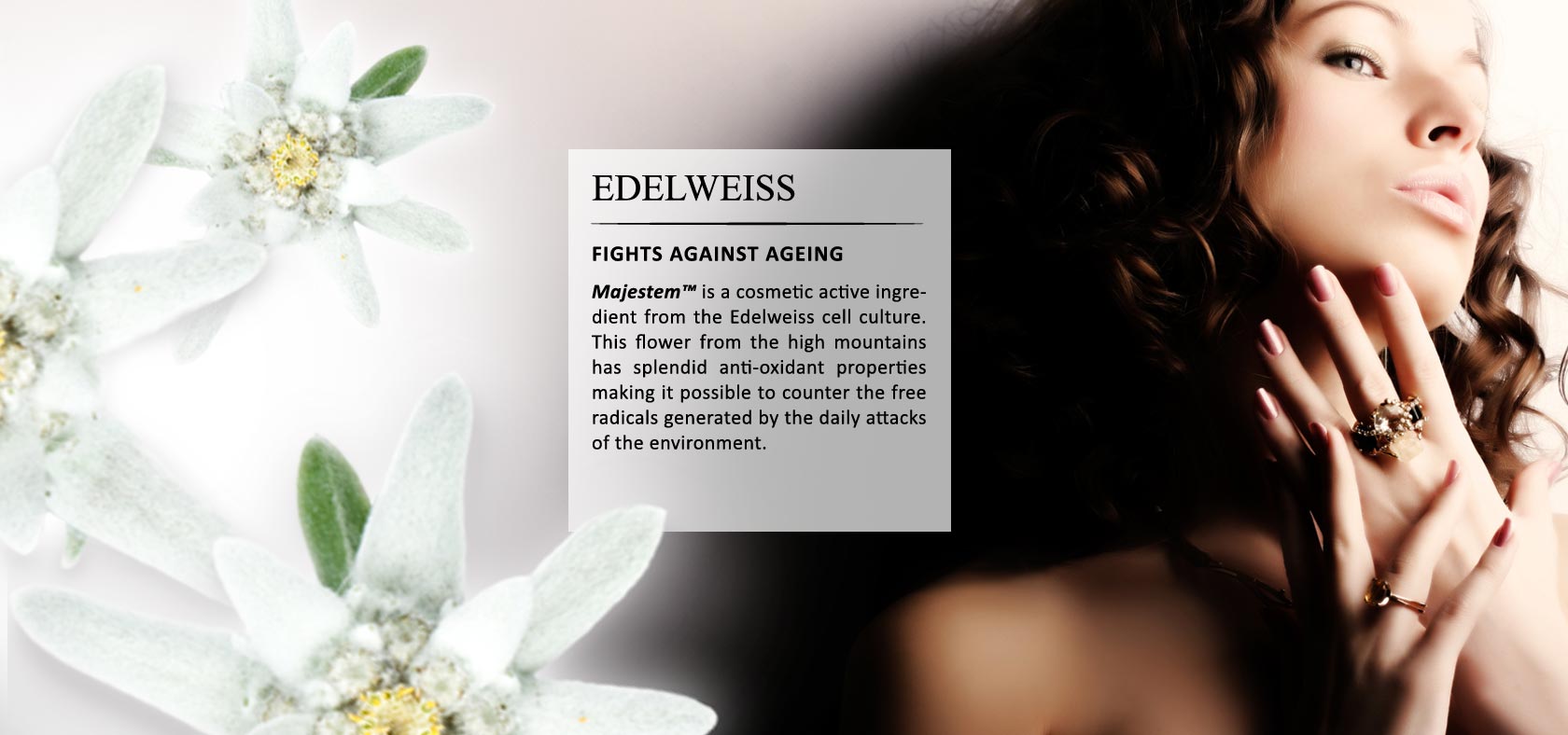 Majestem© is a cosmetic active ingredient from the Edelweiss cell culture. This flower from the high mountains has splendid anti-oxidant properties making it possible to counter the free radicals generated by the daily attacks of the environment.
